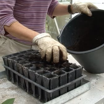 formering av roser formering av roser